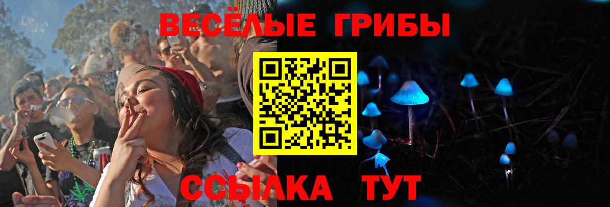 Псилоцибиновые грибы Psilocybe Чернушка